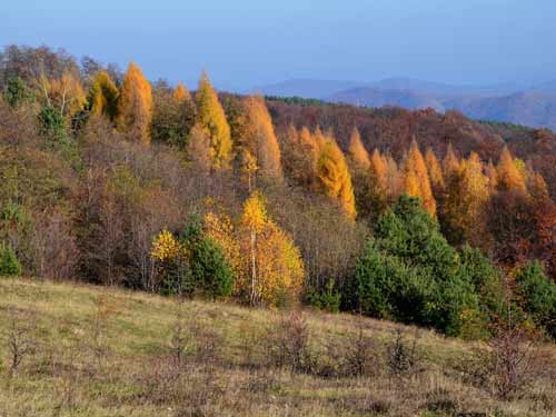 Pastel, mesteceni (c) Lucian Petru Goja